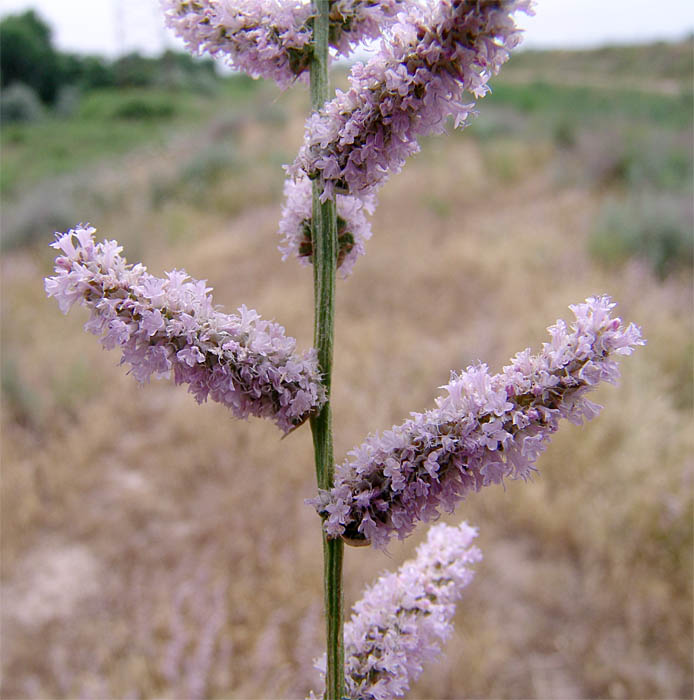 Image of Psylliostachys spicata specimen.