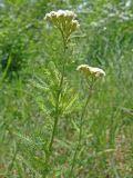 Achillea stepposa