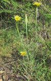 Tragopogon подвид major