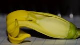 Carica papaya