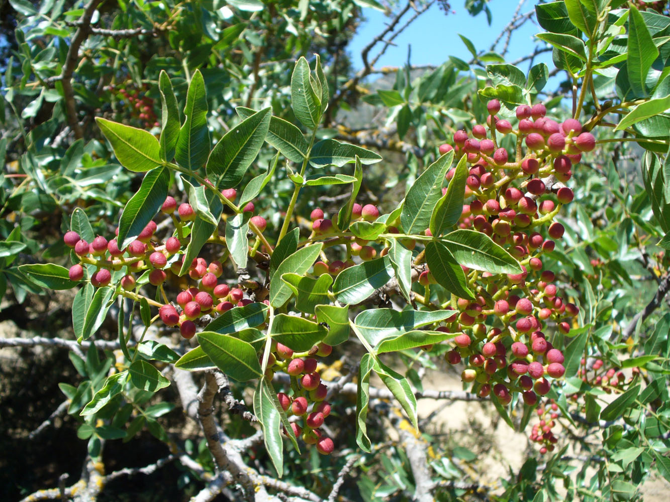 Image of Pistacia mutica specimen.