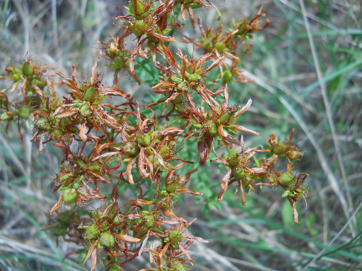 Image of Hypericum perforatum specimen.