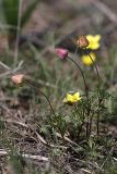 Anemone gortschakowii