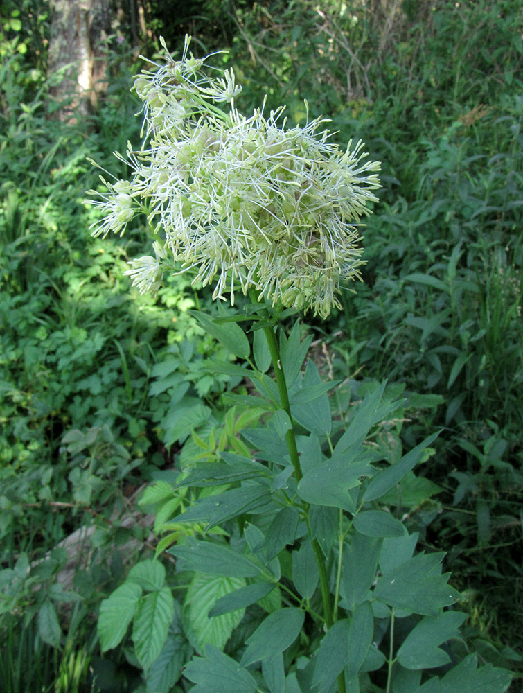 Image of Thalictrum flavum specimen.