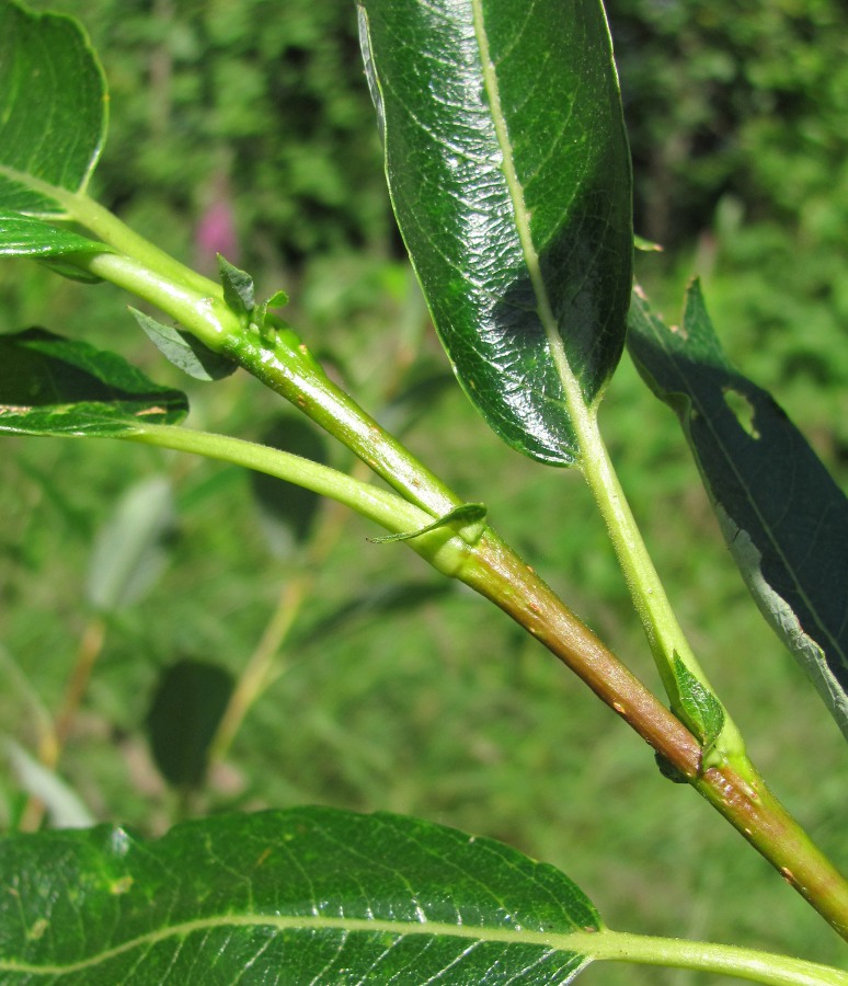 Image of genus Salix specimen.