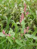 Persicaria lapathifolia