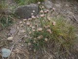 Erigeron orientalis