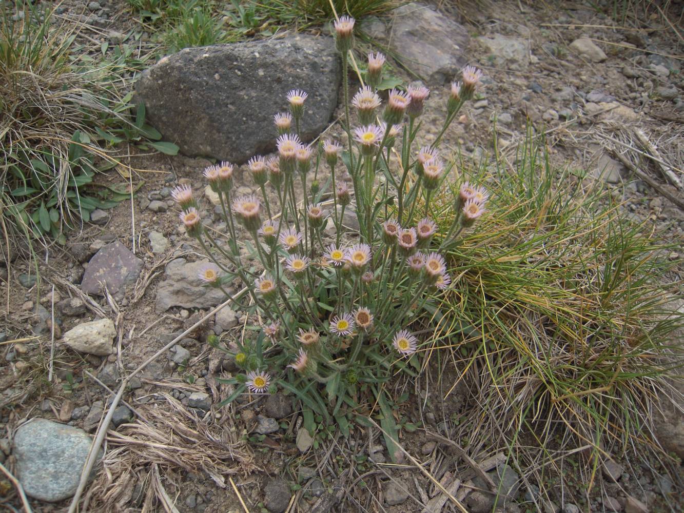 Image of Erigeron orientalis specimen.