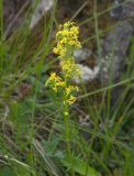 Galium anfractum. Верхушка побега с соцветиями. Кабардино-Балкария, Зольский р-н, долина Джилы-Су. 27.07.2012.