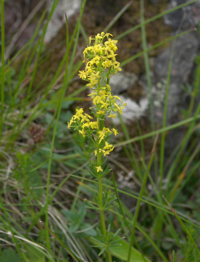 Изображение особи Galium anfractum.