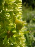 Eucomis autumnalis