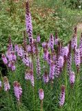 Liatris разновидность montana