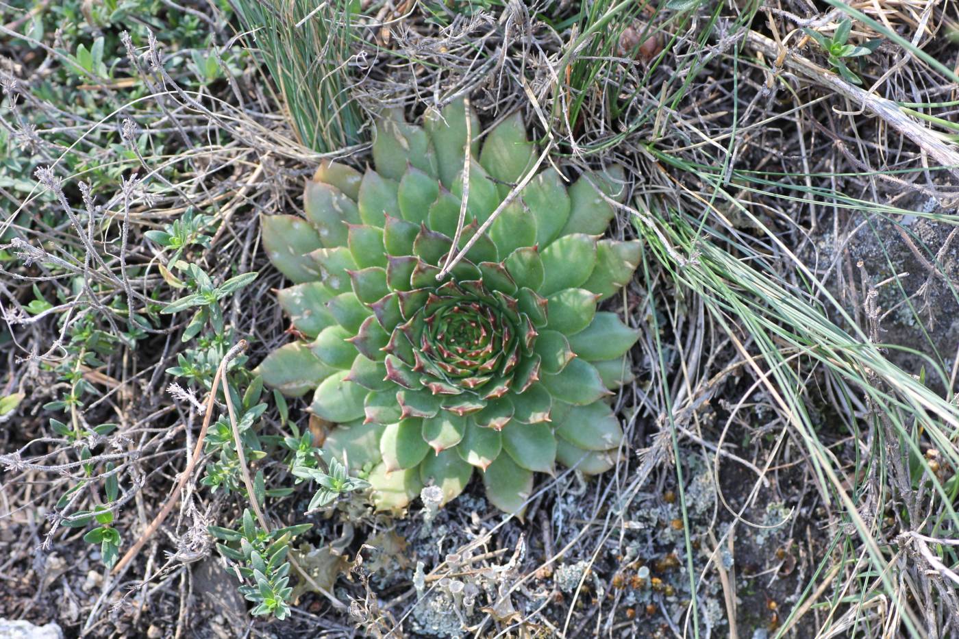 Изображение особи Sempervivum caucasicum.