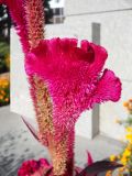 Celosia cristata