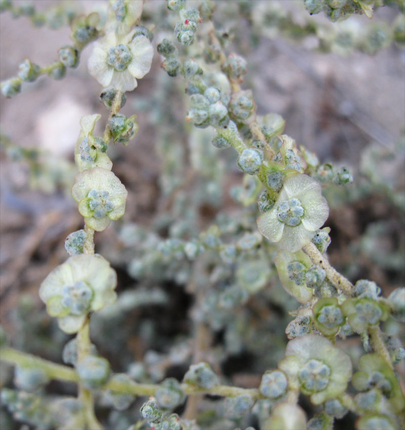 Изображение особи семейство Chenopodiaceae.