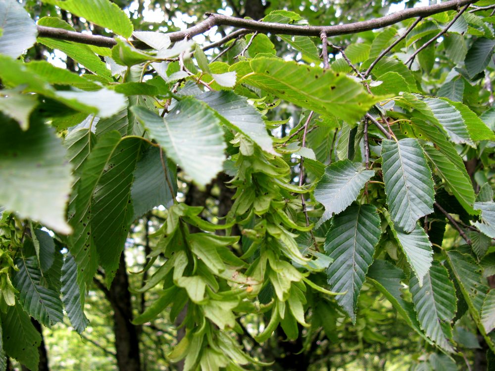 Image of Carpinus betulus specimen.