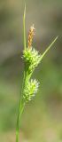 Carex pallescens. Соцветие. Ленинградская обл., середина июня.