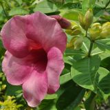 Allamanda blanchetii