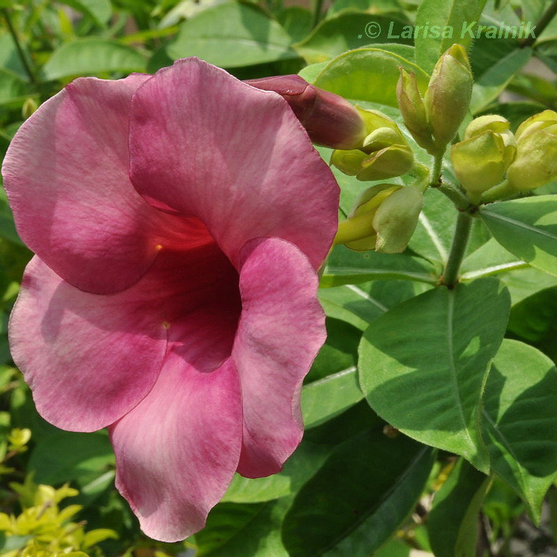 Image of Allamanda blanchetii specimen.