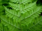 Dryopteris amurensis. Часть спороносящей вайи с сорусами. Сахалин, лесной массив в окр. г. Южно-Сахалинска. Конец июня 2012 г.