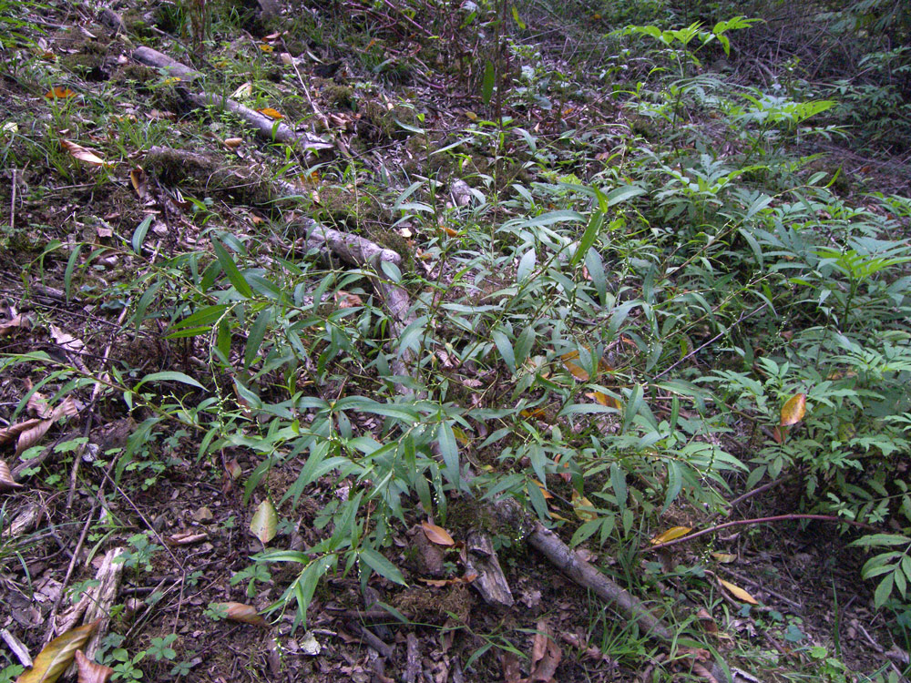 Image of Persicaria hydropiper specimen.