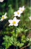 Anemone sylvestris