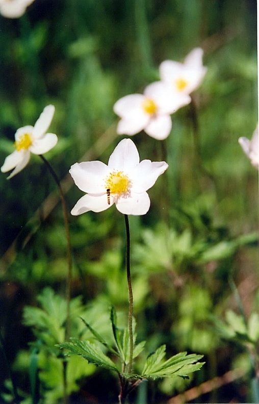 Image of Anemone sylvestris specimen.
