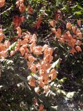 Koelreuteria paniculata