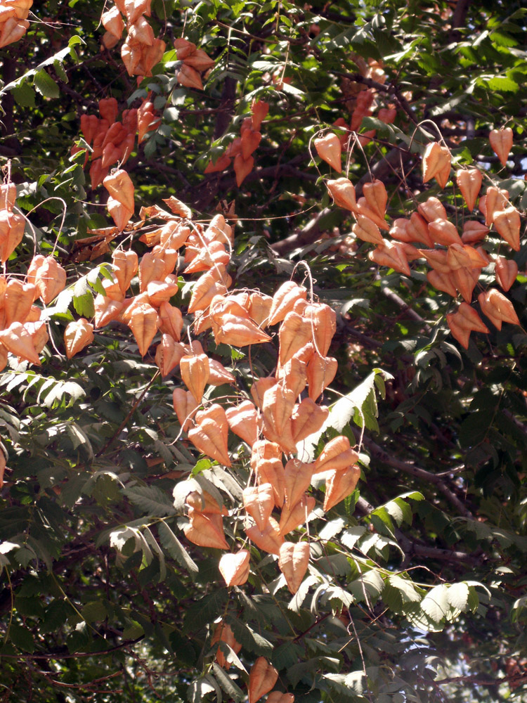 Image of Koelreuteria paniculata specimen.