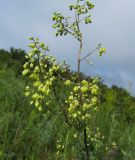 Thalictrum minus