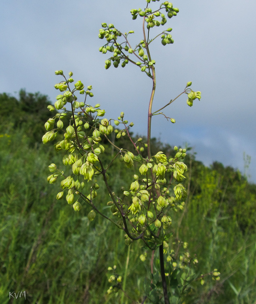 Изображение особи Thalictrum minus.