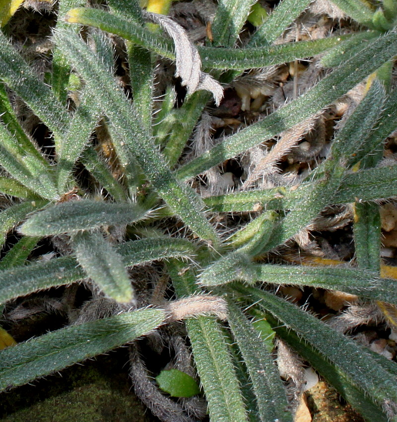 Изображение особи Onosma stellulata.
