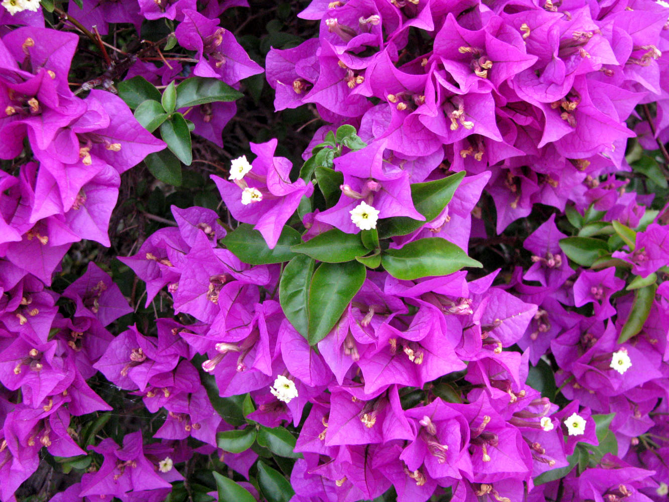 Image of Bougainvillea glabra specimen.