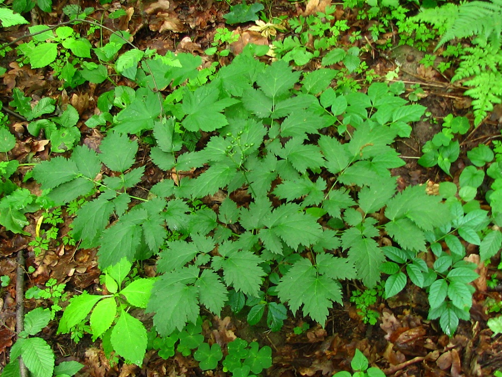 Image of Actaea spicata specimen.