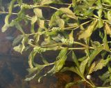 Potamogeton &times; prussicus