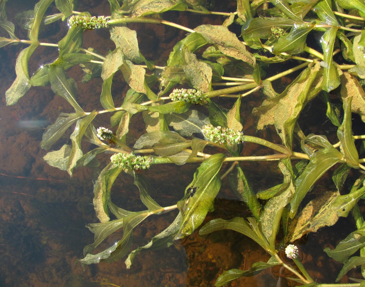 Изображение особи Potamogeton × prussicus.