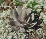 Orostachys malacophylla. Растение с начавшим развитие цветоносом на скале. Приморье, Сихотэ-Алинь, долина р. Серебрянки. 11.08.2012.