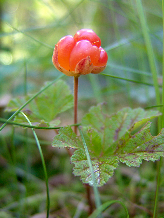 Image of Rubus chamaemorus specimen.