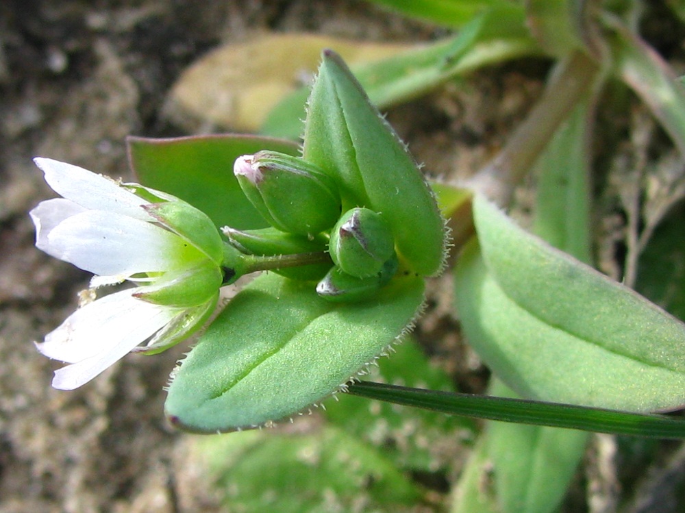 Image of Holosteum umbellatum specimen.