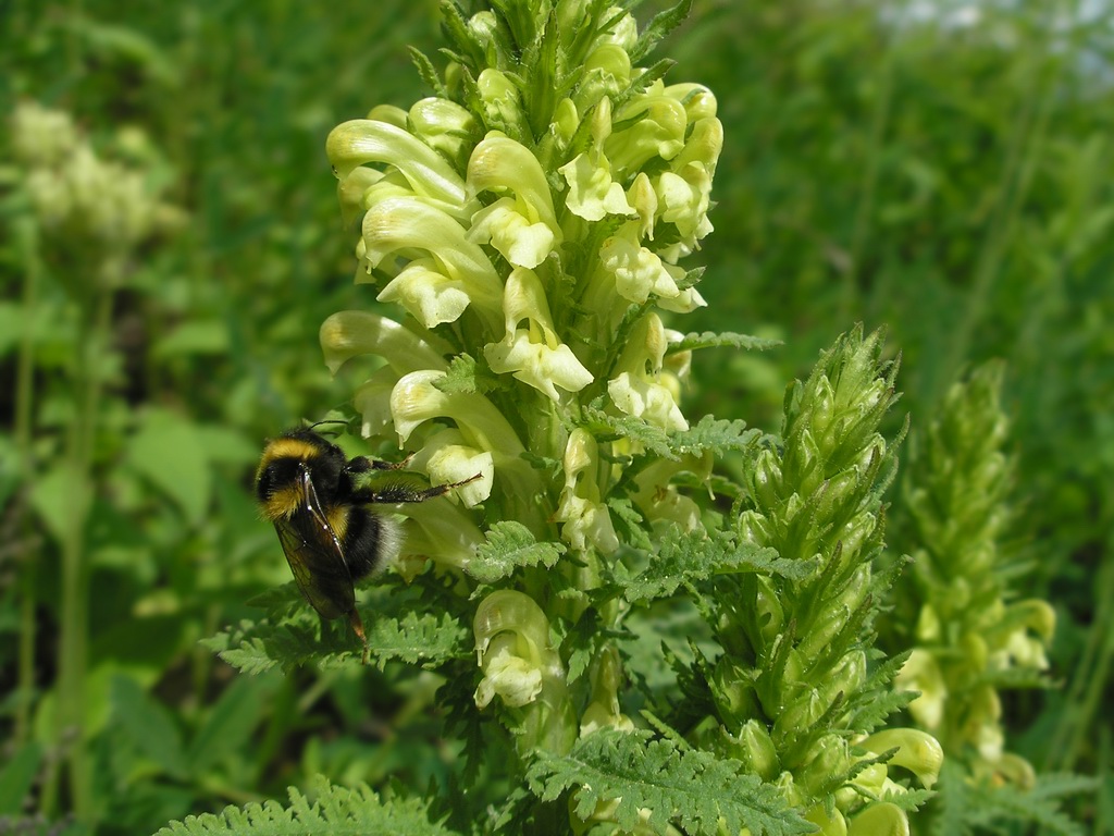 Изображение особи Pedicularis kaufmannii.