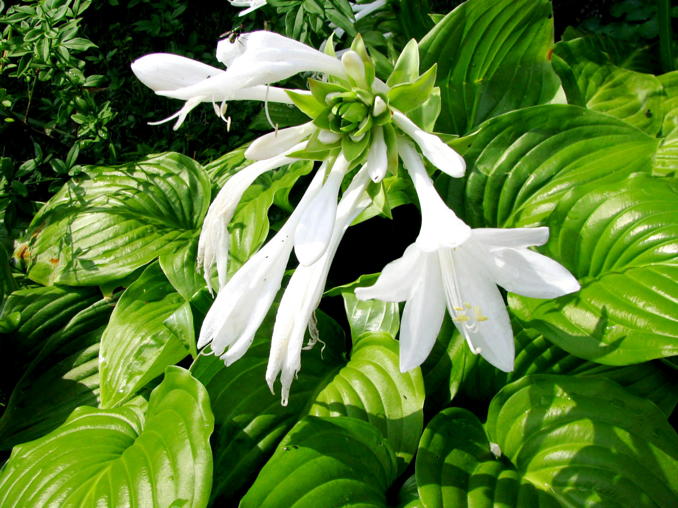 Image of Hosta plantaginea specimen.