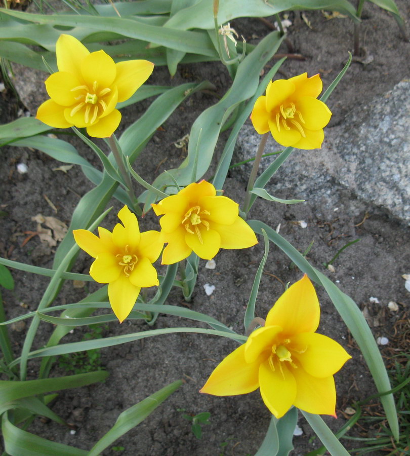 Image of Tulipa clusiana var. chrysantha specimen.