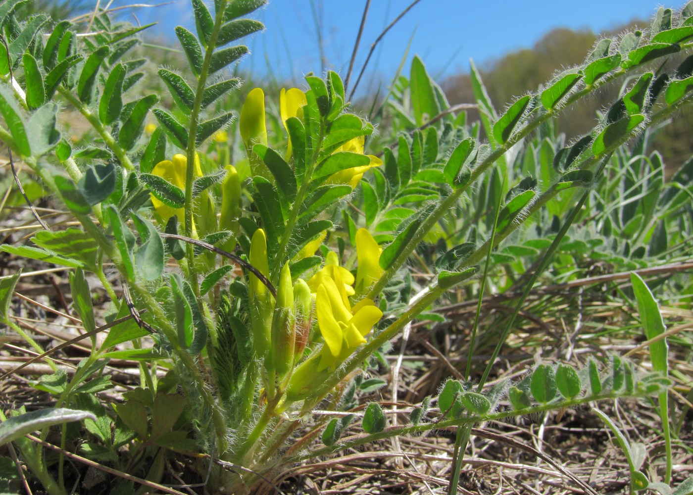 Изображение особи Astragalus henningii.