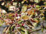 Malus × scheideckeri. Побеги с нераспустившимися соцветиями. Швеция, Уппсала, 8 мая 2009 г.