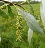 Salix alba