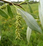 Salix alba. Часть ветви с соплодием. Московская обл., Лотошинский р-н, окр. дер. Савостино. 26.05.2013.