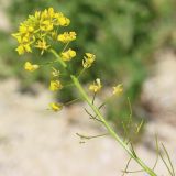 Sisymbrium loeselii. Соцветие с цветками и завязавшимися плодами. Ростовская обл., Неклиновский р-н, Новобессергеневское с/п, побережье Таганрогского зал. 31.05.2013.