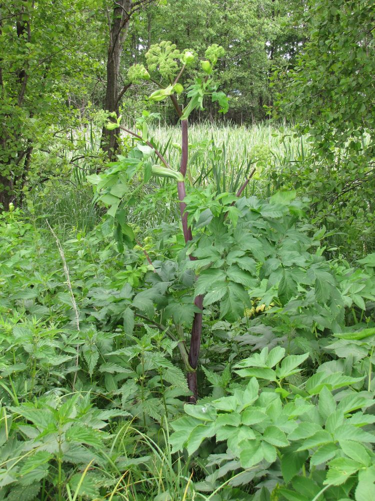 Изображение особи Archangelica officinalis.