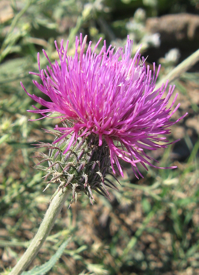 Image of Carduus uncinatus ssp. davisii specimen.