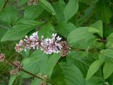 Syringa &times; henryi